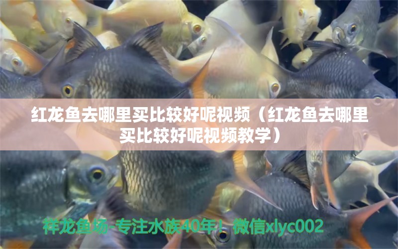 紅龍魚(yú)去哪里買(mǎi)比較好呢視頻（紅龍魚(yú)去哪里買(mǎi)比較好呢視頻教學(xué)） 紅勾銀版魚(yú)