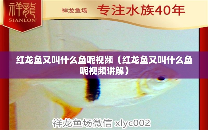 紅龍魚又叫什么魚呢視頻（紅龍魚又叫什么魚呢視頻講解） 印尼紅龍魚