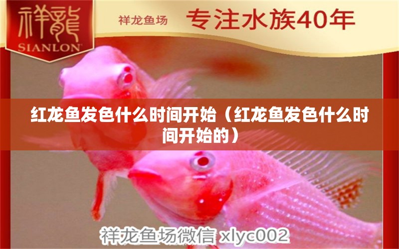 紅龍魚發(fā)色什么時(shí)間開始（紅龍魚發(fā)色什么時(shí)間開始的）