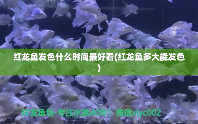 紅龍魚發(fā)色什么時(shí)間最好看(紅龍魚多大能發(fā)色) 南美異形觀賞魚