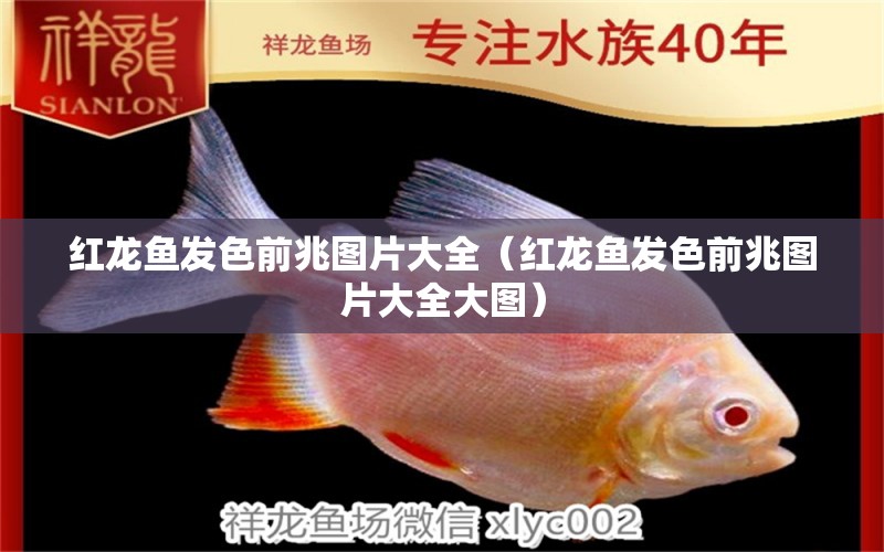 紅龍魚發(fā)色前兆圖片大全（紅龍魚發(fā)色前兆圖片大全大圖） 紅龍魚魚糧飼料