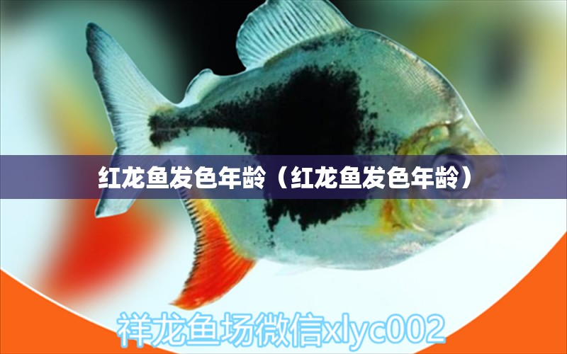 紅龍魚發(fā)色年齡（紅龍魚發(fā)色年齡） 印尼紅龍魚