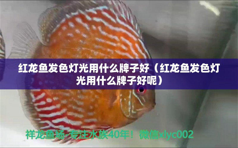 紅龍魚發(fā)色燈光用什么牌子好（紅龍魚發(fā)色燈光用什么牌子好呢） 印尼紅龍魚