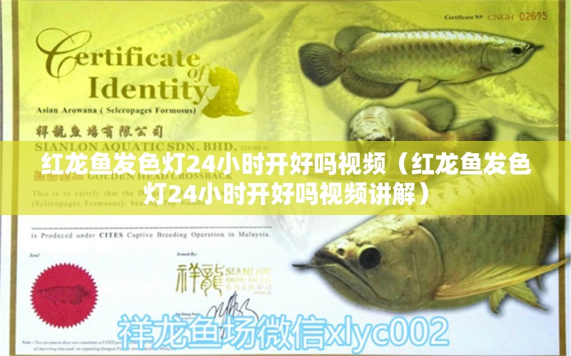 紅龍魚發(fā)色燈24小時開好嗎視頻（紅龍魚發(fā)色燈24小時開好嗎視頻講解）