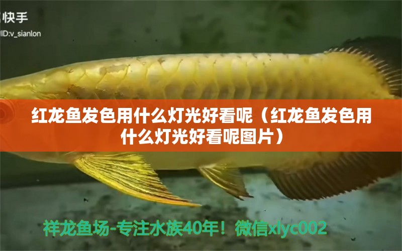 紅龍魚發(fā)色用什么燈光好看呢（紅龍魚發(fā)色用什么燈光好看呢圖片）