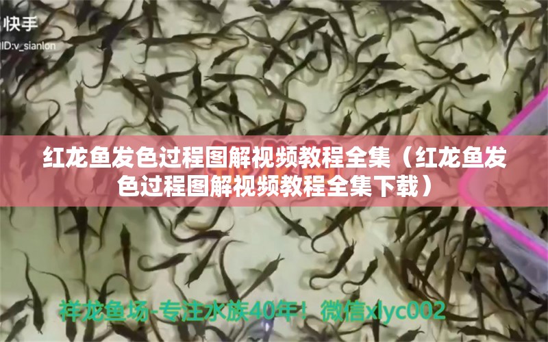 紅龍魚發(fā)色過程圖解視頻教程全集（紅龍魚發(fā)色過程圖解視頻教程全集下載）