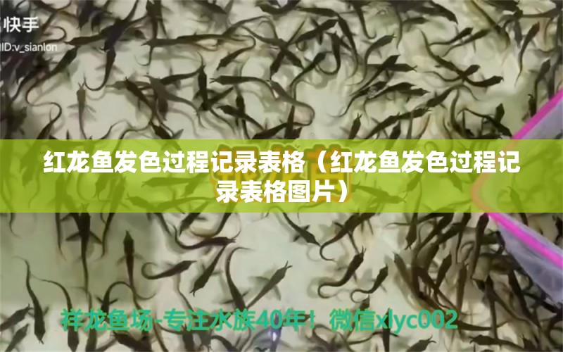 紅龍魚發(fā)色過程記錄表格（紅龍魚發(fā)色過程記錄表格圖片）