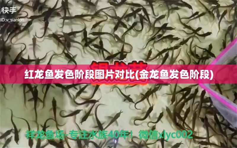 紅龍魚發(fā)色階段圖片對(duì)比(金龍魚發(fā)色階段) 藍(lán)帆三間魚