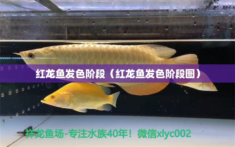 紅龍魚發(fā)色階段（紅龍魚發(fā)色階段圖）