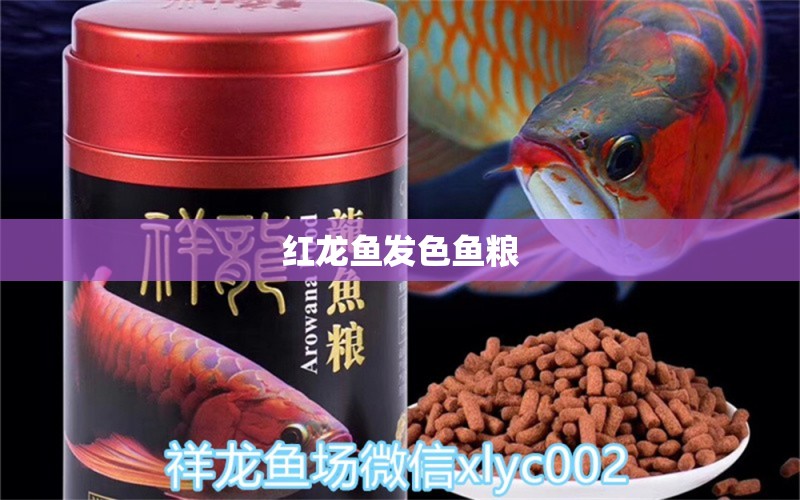 紅龍魚發(fā)色魚糧