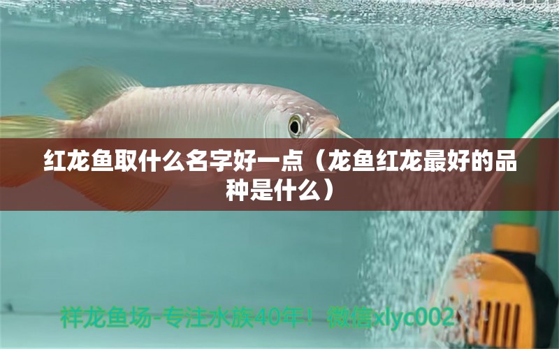 紅龍魚取什么名字好一點（龍魚紅龍最好的品種是什么）