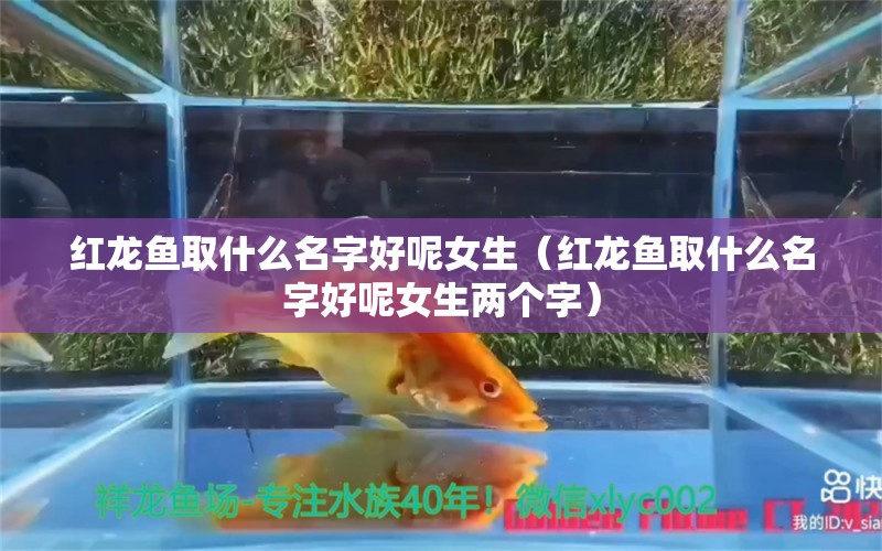 紅龍魚取什么名字好呢女生（紅龍魚取什么名字好呢女生兩個字）