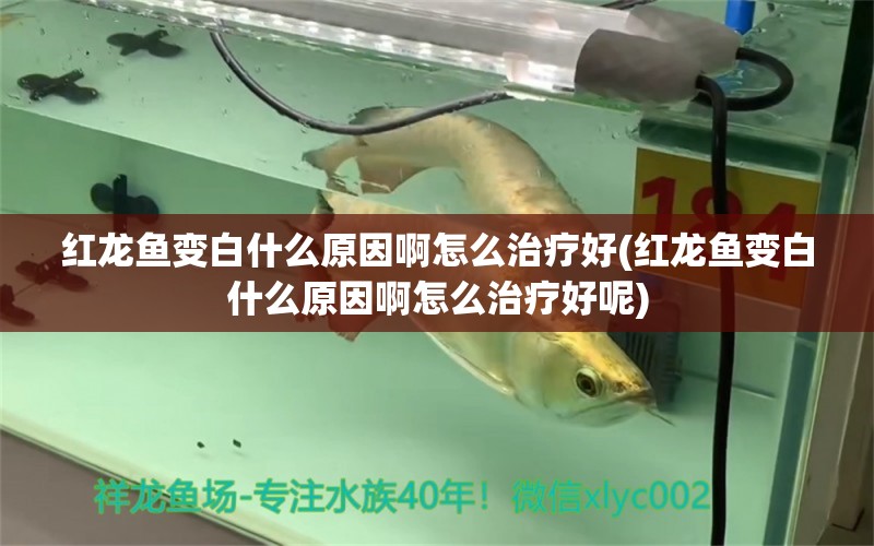 紅龍魚變白什么原因啊怎么治療好(紅龍魚變白什么原因啊怎么治療好呢) 祥龍龍魚專用水族燈