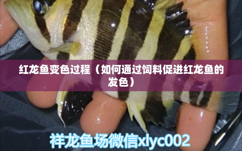 紅龍魚變色過程（如何通過飼料促進紅龍魚的發(fā)色）