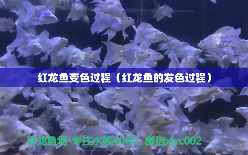 紅龍魚變色過程（紅龍魚的發(fā)色過程）