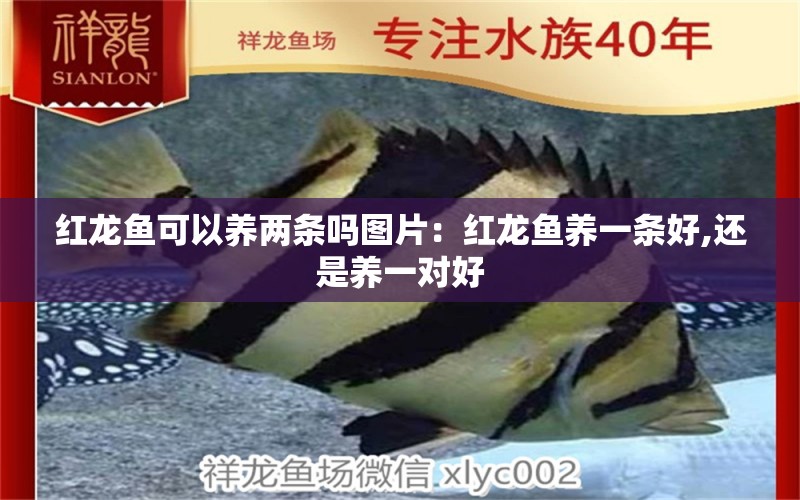 紅龍魚可以養(yǎng)兩條嗎圖片：紅龍魚養(yǎng)一條好,還是養(yǎng)一對好