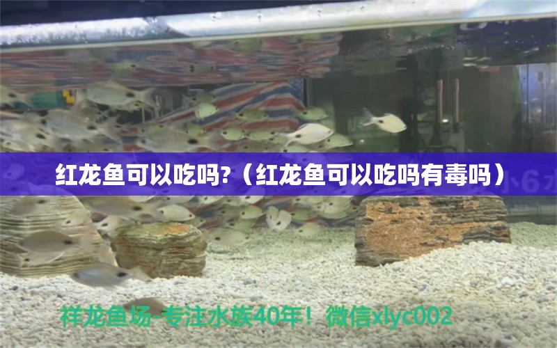 紅龍魚可以吃嗎?（紅龍魚可以吃嗎有毒嗎） 印尼紅龍魚