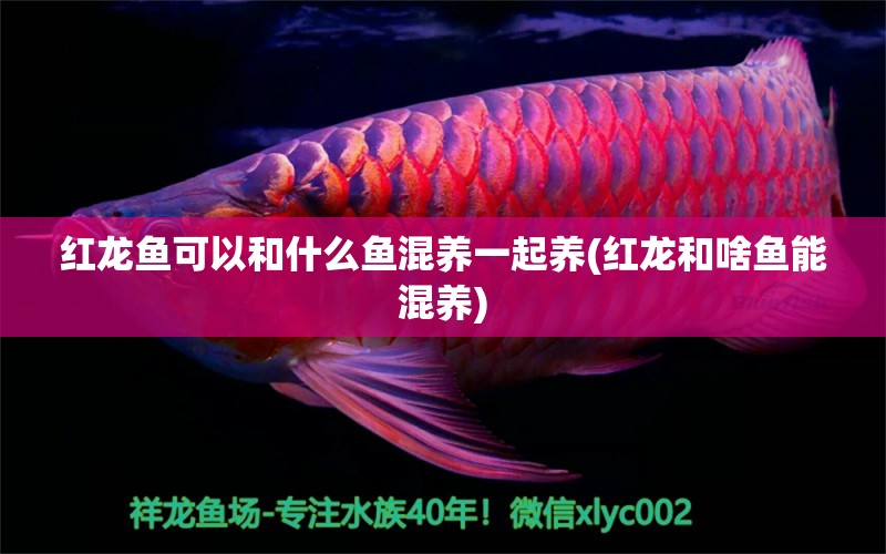 紅龍魚可以和什么魚混養(yǎng)一起養(yǎng)(紅龍和啥魚能混養(yǎng)) 速倍妥魚糧魚藥