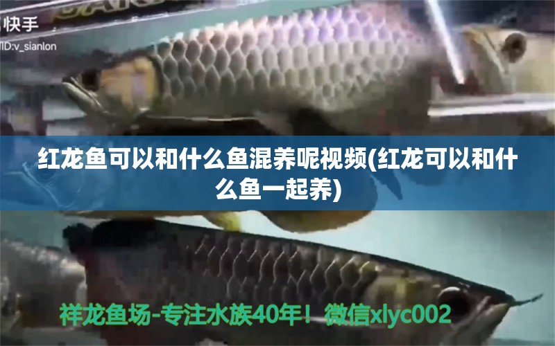 紅龍魚可以和什么魚混養(yǎng)呢視頻(紅龍可以和什么魚一起養(yǎng)) 鴨嘴鯊魚