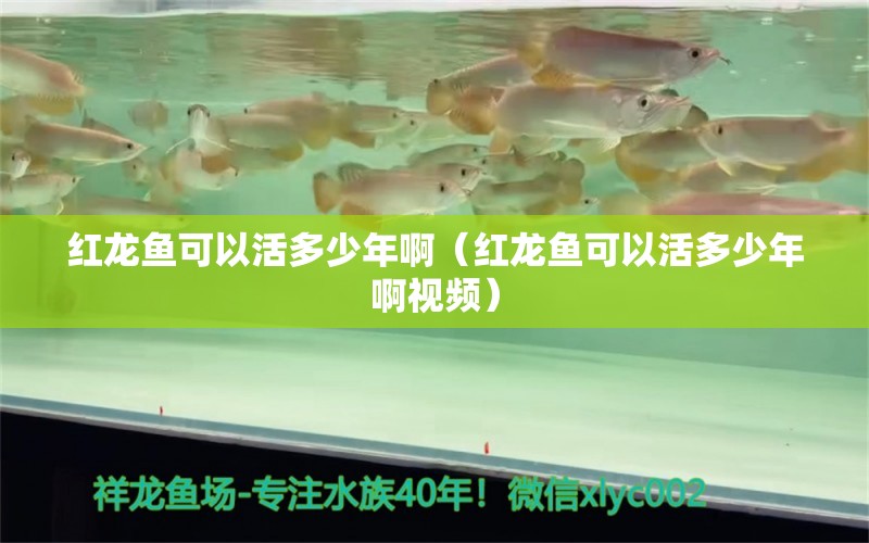 紅龍魚可以活多少年?。t龍魚可以活多少年啊視頻） 印尼紅龍魚