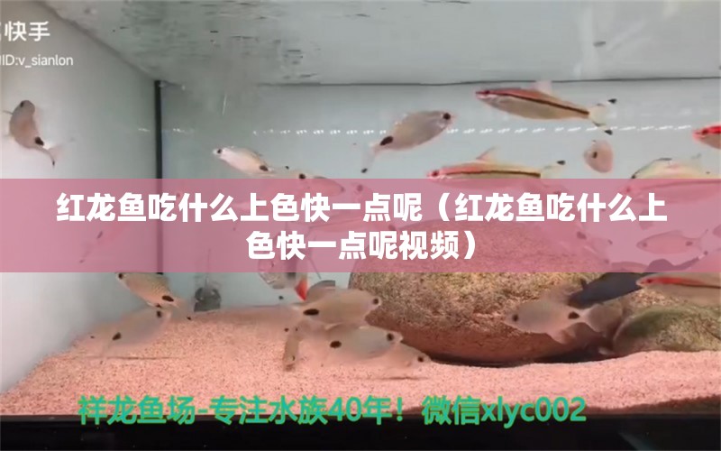 紅龍魚吃什么上色快一點呢（紅龍魚吃什么上色快一點呢視頻）