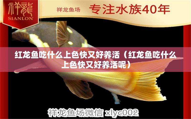 紅龍魚吃什么上色快又好養(yǎng)活（紅龍魚吃什么上色快又好養(yǎng)活呢） 龍魚百科