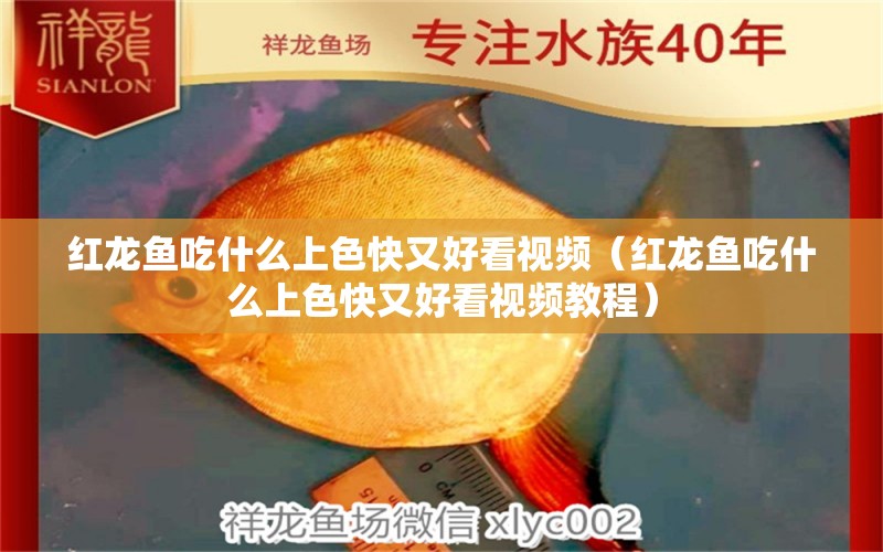 紅龍魚吃什么上色快又好看視頻（紅龍魚吃什么上色快又好看視頻教程）