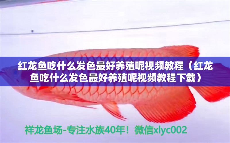 紅龍魚吃什么發(fā)色最好養(yǎng)殖呢視頻教程（紅龍魚吃什么發(fā)色最好養(yǎng)殖呢視頻教程下載）