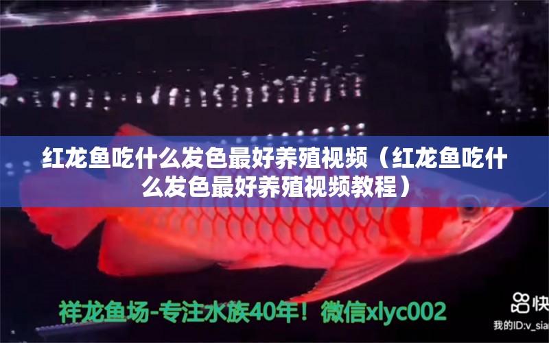 紅龍魚(yú)吃什么發(fā)色最好養(yǎng)殖視頻（紅龍魚(yú)吃什么發(fā)色最好養(yǎng)殖視頻教程） 印尼紅龍魚(yú)