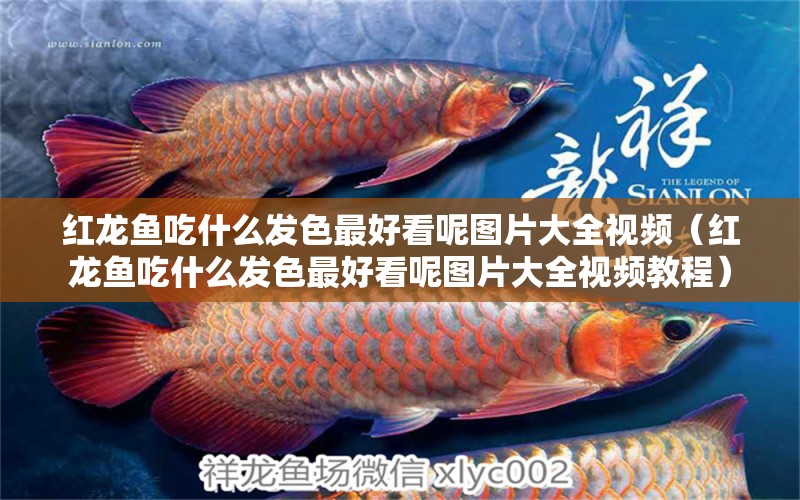 紅龍魚吃什么發(fā)色最好看呢圖片大全視頻（紅龍魚吃什么發(fā)色最好看呢圖片大全視頻教程）