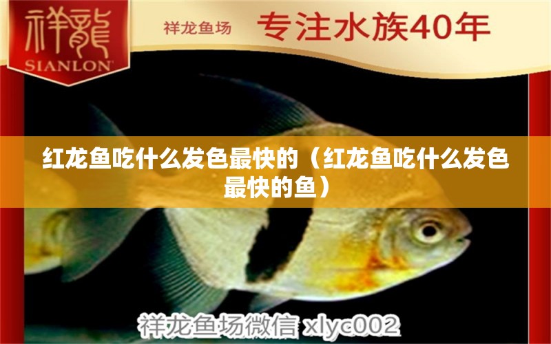 紅龍魚吃什么發(fā)色最快的（紅龍魚吃什么發(fā)色最快的魚） 印尼紅龍魚