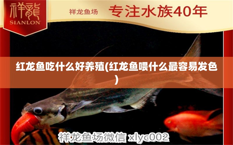 紅龍魚吃什么好養(yǎng)殖(紅龍魚喂什么最容易發(fā)色) 白子球鯊魚