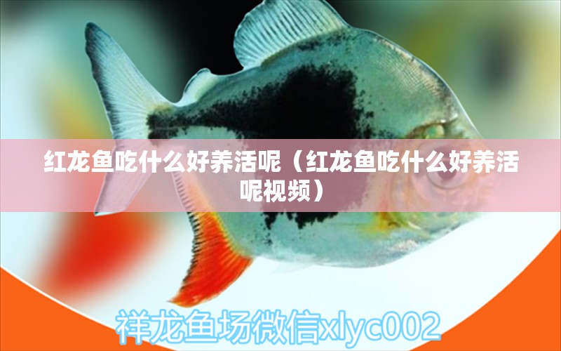 紅龍魚吃什么好養(yǎng)活呢（紅龍魚吃什么好養(yǎng)活呢視頻） 龍魚百科