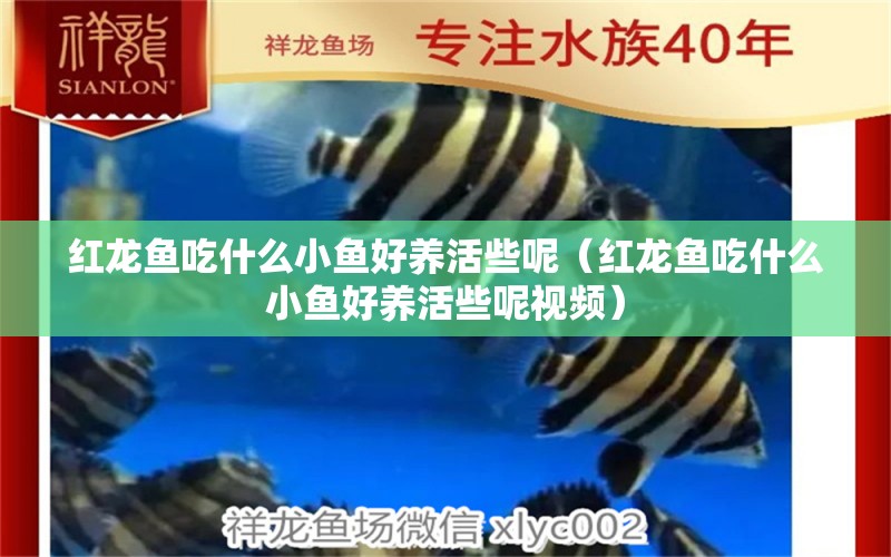 紅龍魚吃什么小魚好養(yǎng)活些呢（紅龍魚吃什么小魚好養(yǎng)活些呢視頻） 龍魚百科