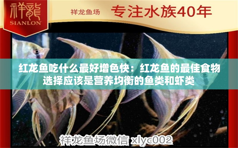 紅龍魚吃什么最好增色快：紅龍魚的最佳食物選擇應(yīng)該是營養(yǎng)均衡的魚類和蝦類