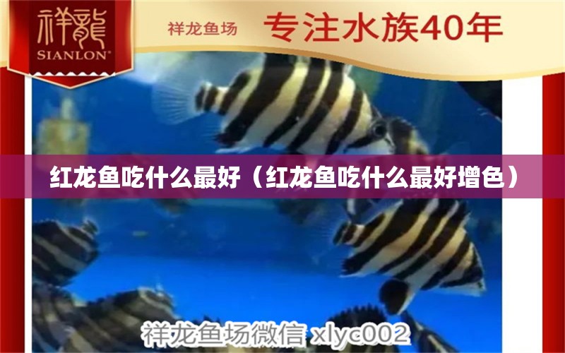 紅龍魚吃什么最好（紅龍魚吃什么最好增色） 印尼紅龍魚