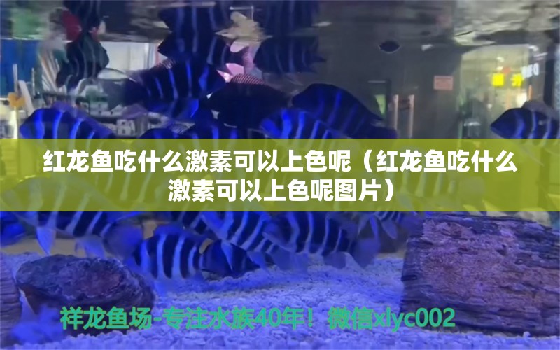 紅龍魚吃什么激素可以上色呢（紅龍魚吃什么激素可以上色呢圖片）