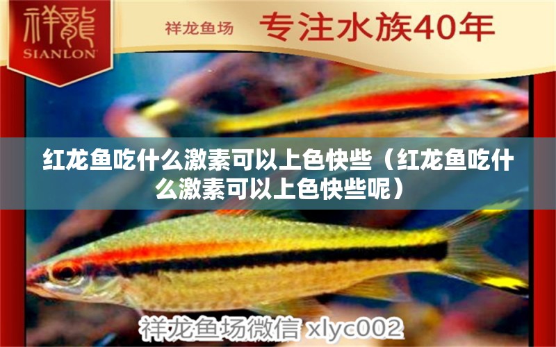 紅龍魚吃什么激素可以上色快些（紅龍魚吃什么激素可以上色快些呢）