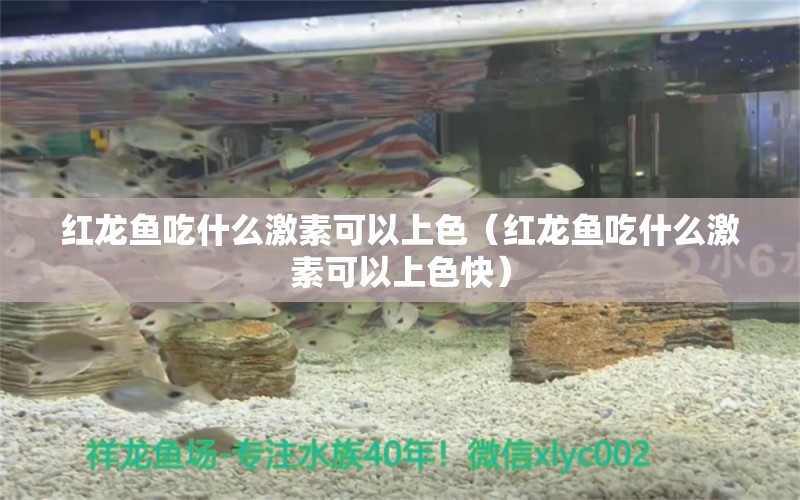 紅龍魚吃什么激素可以上色（紅龍魚吃什么激素可以上色快）