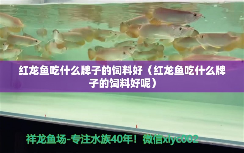 紅龍魚(yú)吃什么牌子的飼料好（紅龍魚(yú)吃什么牌子的飼料好呢） 印尼紅龍魚(yú)