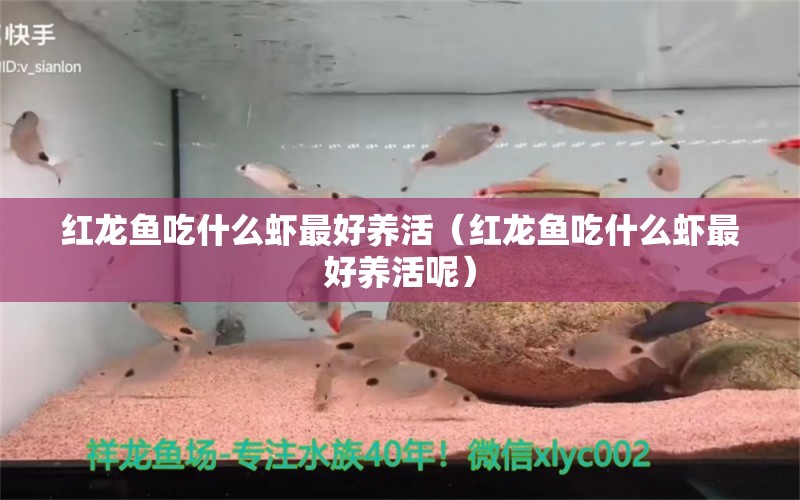 紅龍魚吃什么蝦最好養(yǎng)活（紅龍魚吃什么蝦最好養(yǎng)活呢） 紅龍魚魚糧飼料