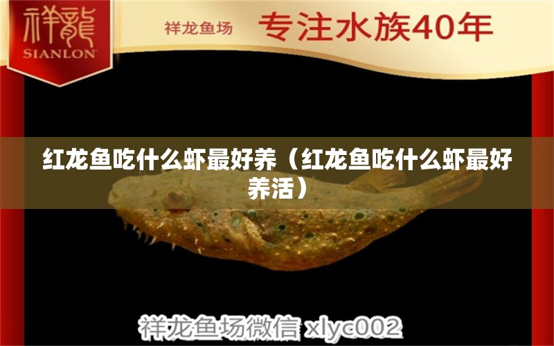 紅龍魚吃什么蝦最好養(yǎng)（紅龍魚吃什么蝦最好養(yǎng)活）