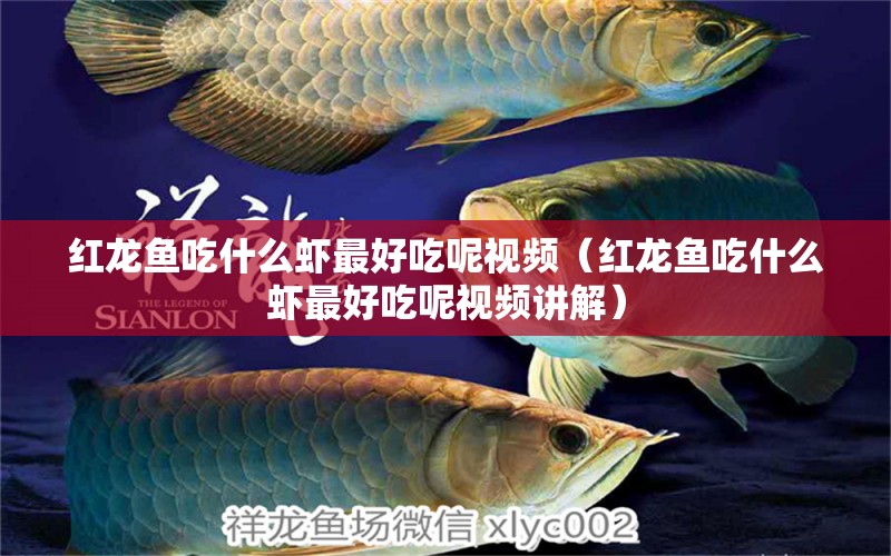 紅龍魚吃什么蝦最好吃呢視頻（紅龍魚吃什么蝦最好吃呢視頻講解）