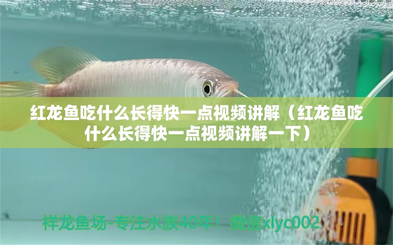 紅龍魚吃什么長得快一點(diǎn)視頻講解（紅龍魚吃什么長得快一點(diǎn)視頻講解一下） 龍魚百科