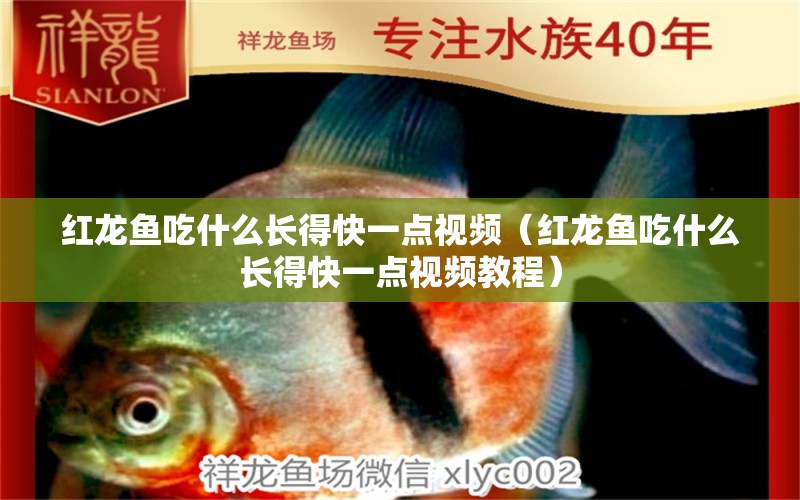 紅龍魚吃什么長得快一點視頻（紅龍魚吃什么長得快一點視頻教程）