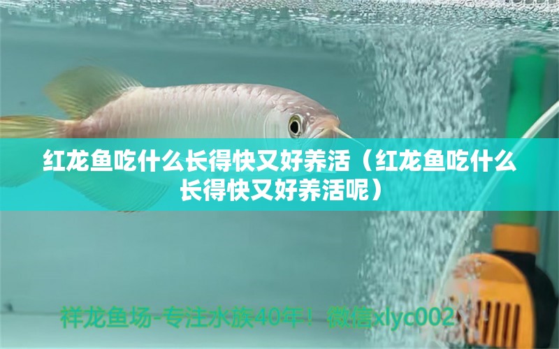 紅龍魚吃什么長得快又好養(yǎng)活（紅龍魚吃什么長得快又好養(yǎng)活呢） 紅龍魚魚糧飼料