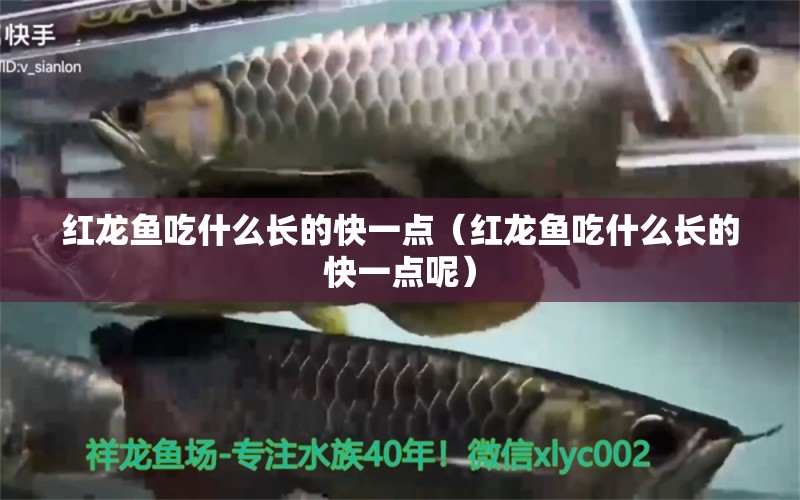 紅龍魚吃什么長的快一點（紅龍魚吃什么長的快一點呢） 紅龍魚魚糧飼料