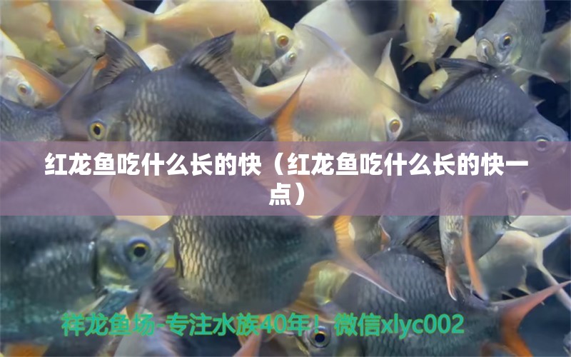 紅龍魚吃什么長(zhǎng)的快（紅龍魚吃什么長(zhǎng)的快一點(diǎn)） 印尼紅龍魚