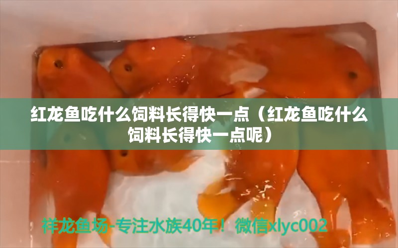 紅龍魚吃什么飼料長得快一點（紅龍魚吃什么飼料長得快一點呢） 龍魚百科