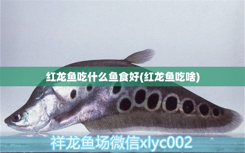 紅龍魚(yú)吃什么魚(yú)食好(紅龍魚(yú)吃啥) 白子黑帝王魟魚(yú)